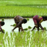 Kharif Crop: धान, दलहन, तिलहन और बाजरा की बुवाई में बढ़ोतरी