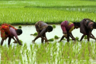 Kharif Crop: धान, दलहन, तिलहन और बाजरा की बुवाई में बढ़ोतरी