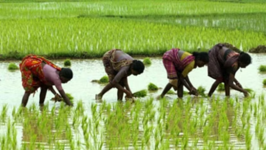 Kharif Crop: धान, दलहन, तिलहन और बाजरा की बुवाई में बढ़ोतरी