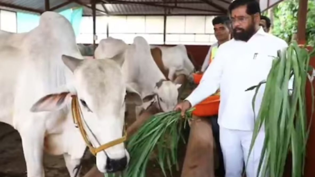 Maharashtra: देसी गायों को मिला 'राज्यमाता' का दर्जा