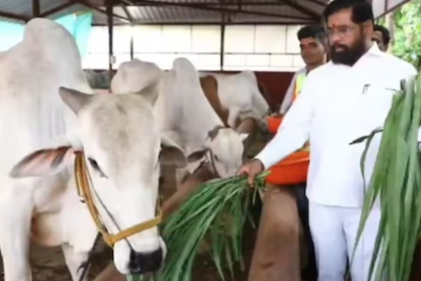 Maharashtra: देसी गायों को मिला 'राज्यमाता' का दर्जा