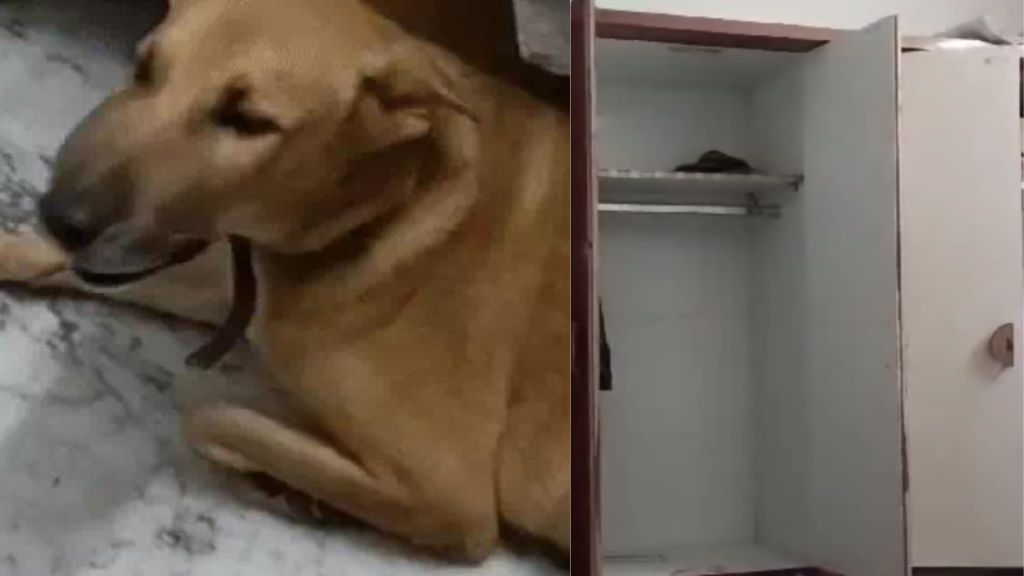 Kanpur में शातिर चोरों का आतंक: एक घर से 25 लाख रुपये की हुई चोरी, कुत्ते को पीटकर किया बेदम