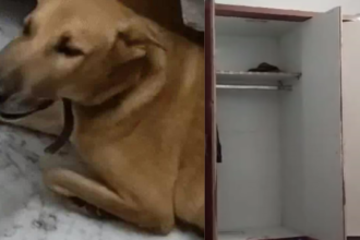 Kanpur में शातिर चोरों का आतंक: एक घर से 25 लाख रुपये की हुई चोरी, कुत्ते को पीटकर किया बेदम