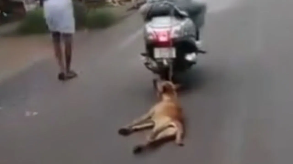 बच्ची को काटने पर पिता ने कुत्ते को पीटा